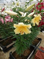 [5550 PO53 Zirconia No01.JPG]